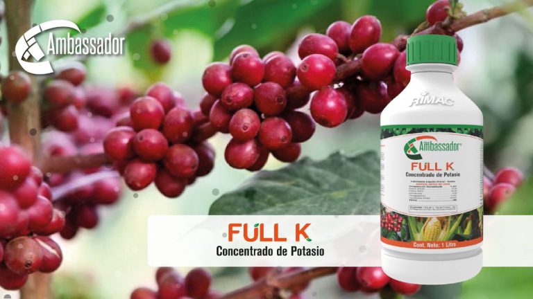 Ambassador Ful K café 2