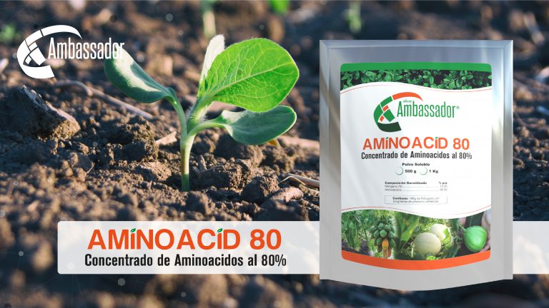 Amino Acid 80