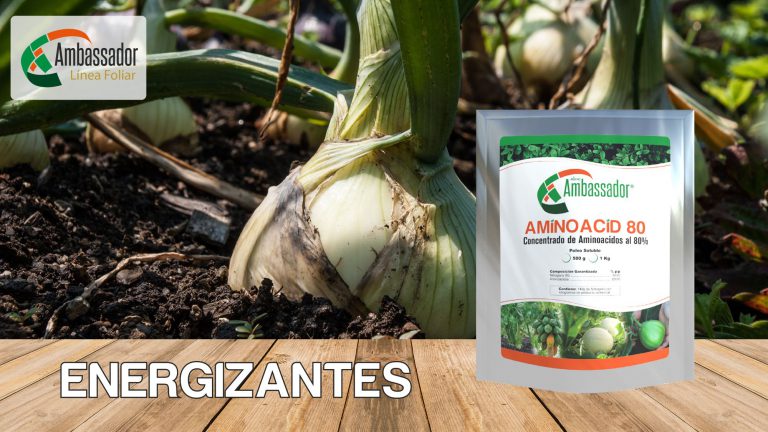 Energizantes-Aminoacid 80 2