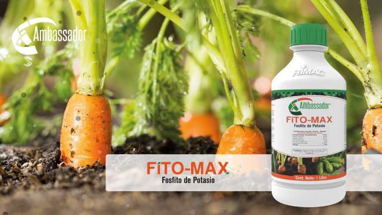 Fito Max 2