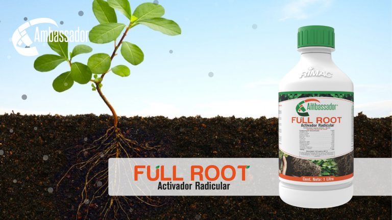Full Root 2