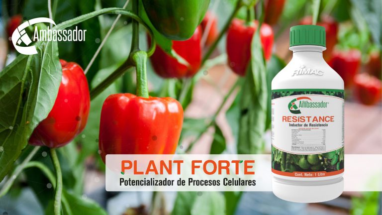 Plant Forte error 2