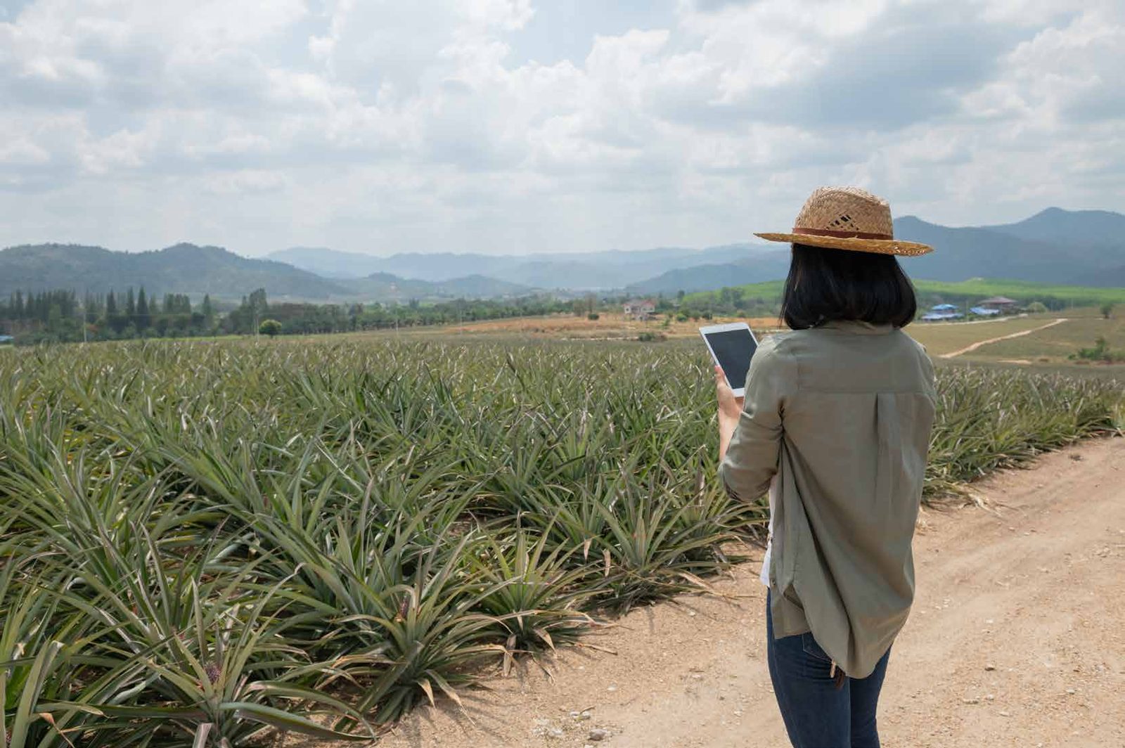 Productora revisando su cultivo de piña